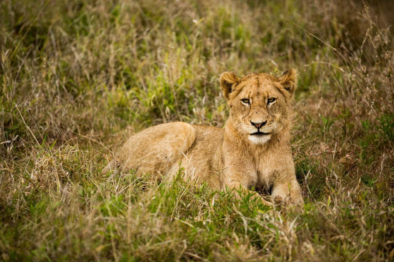 Hamiltons Tented Camp Mluwati Concession Exteriör bild