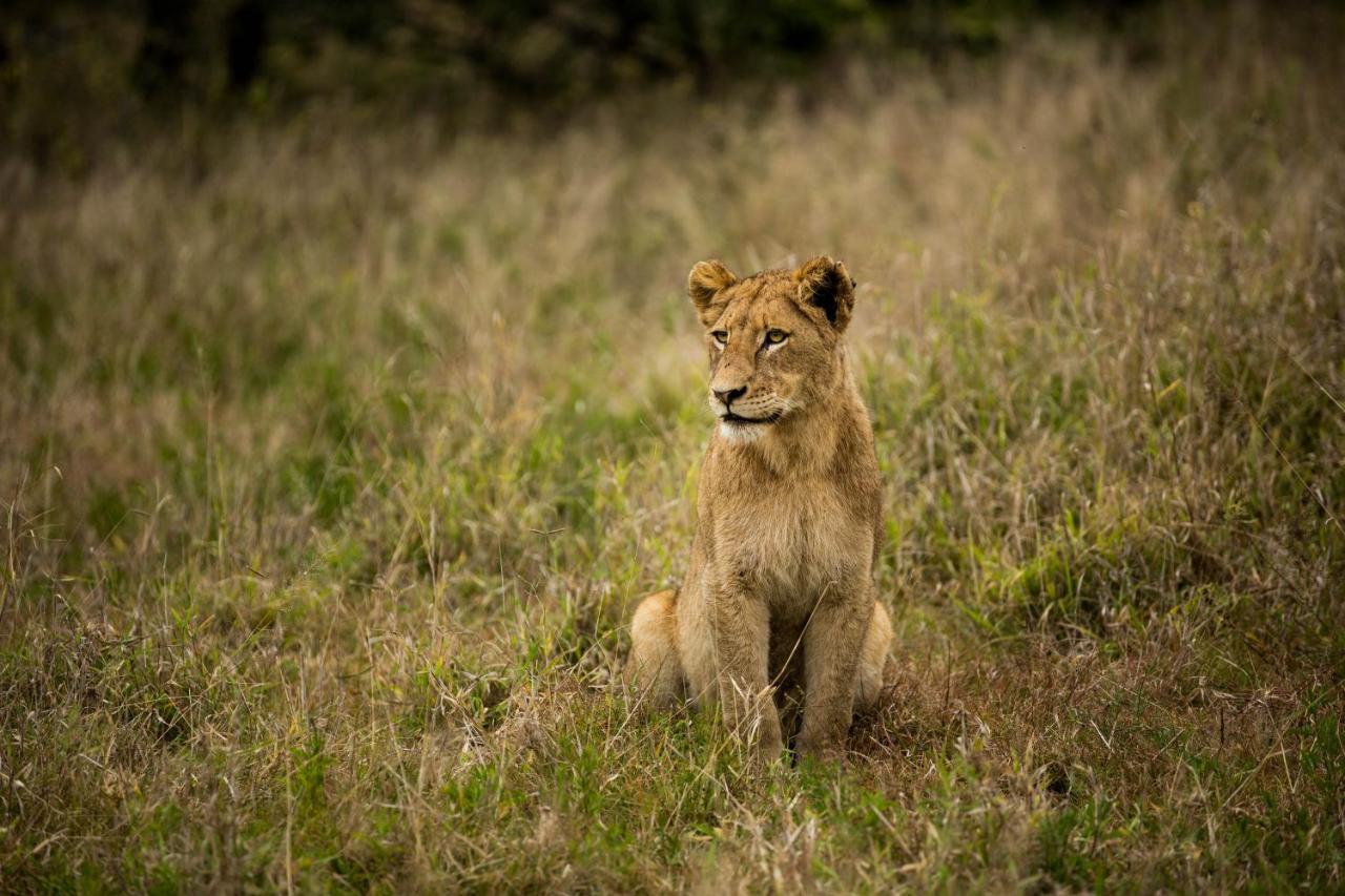 Hamiltons Tented Camp Mluwati Concession Exteriör bild